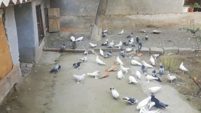 ГОЛУБЕВОД ДЕРЖИТ РАЗНЫЕ ПОРОДЫ ГОЛУБЕЙ смотреть онлайн
