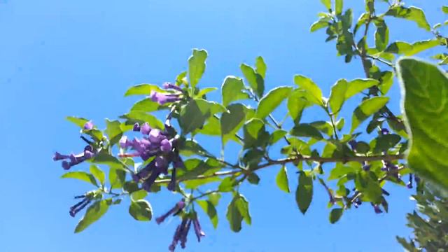 Deep Blue Iochroma Australis - Acnistus Eriolarynx australis - Blue Brugmansia HD 01 смотреть онлайн