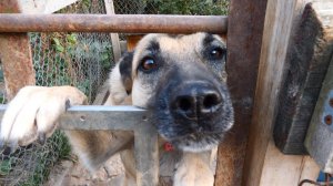 НАВЕСТИЛ ПРИЮТ БЕЗДОМНЫХ ЖИВОТНЫХ "БЕРИГИНЯ"