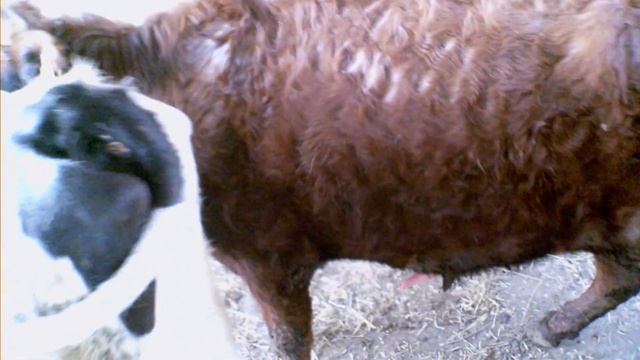 Фрагмент естественного осеменения коровы. смотреть онлайн