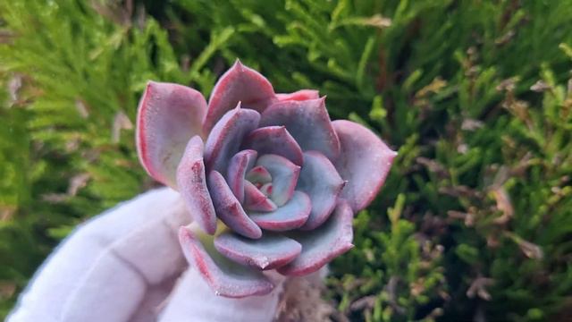 Echeveria Patricia смотреть онлайн
