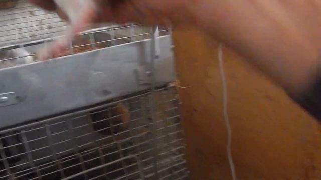 Как выглядят шиншилята через час после рождения смотреть онлайн