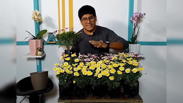 Margaritas hermosas😍 con sencillo s CUIDADOS/Jardines/ MEYIPS смотреть онлайн