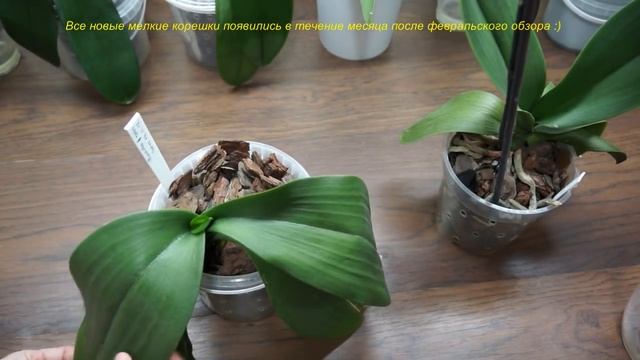 Фаленопсис PAPAGAYO ("ПОПУГАЙ")и обзор двух ОРХИДЕЙ из ЛЕРУА смотреть онлайн