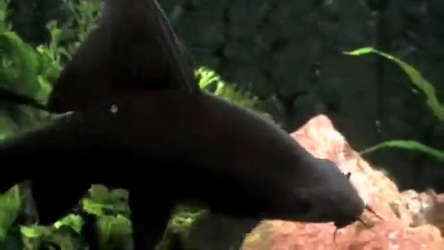 Black Labeo (blackshark) смотреть онлайн