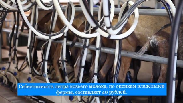 Агротуристический комплекс “Дикие белки” смотреть онлайн