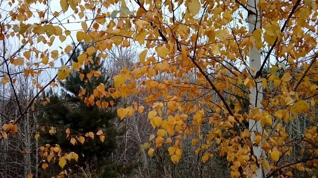 Поздней осенью в лесу. Желтая береза и снег. Футажи с природой смотреть онлайн