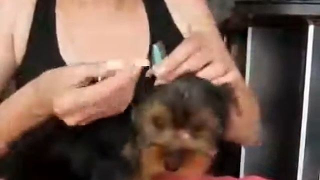 Как поставить уши щенку Йоркширского терьера смотреть онлайн