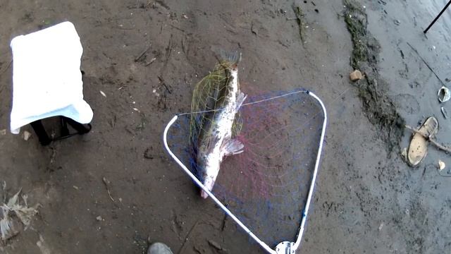 Рыбалка на фидер под дождем . 17.07. 2019 г. р Самарка , Кировский мост , ч № 4 . 18 + смотреть онлайн