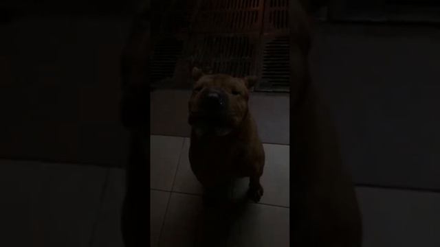 Шарпей Минск sharpei minsk смотреть онлайн