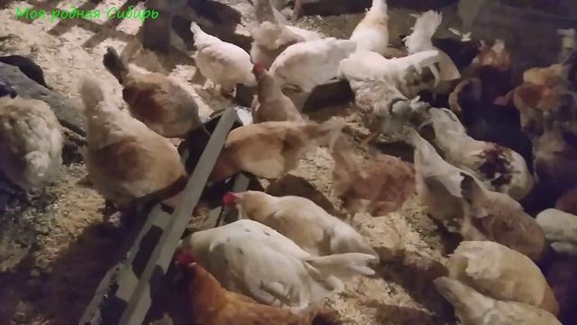 Собрала опилки для кур. кормили птицу. А на улице - всё в голубом! смотреть онлайн