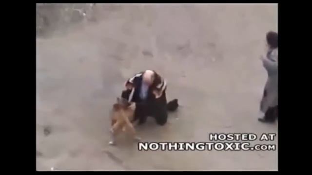 Pitbull attack Human - Crazy Dogs Attack Compialtion 2016 - dog attack human- When Dog attack peopl смотреть онлайн