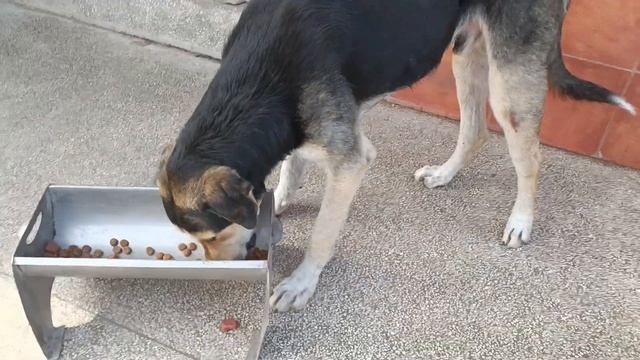 Тбилиси ?? Грузия Приют Тамаза Элизбарашвили ? ? ? ? Paypal : Elizbarashvilidog@yahoo.com смотреть онлайн