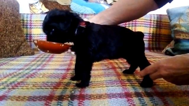 п-к Роман-Кош. Красно-голубой пацан.1.02. стойка. помет Х. Цирцеи, Пульки и А Р Зигзаг Удачи. 30 дн смотреть онлайн