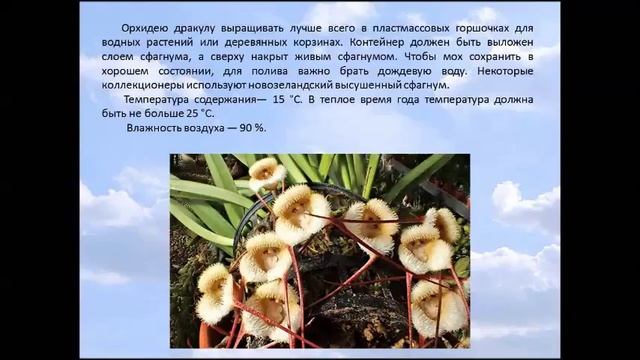 Орхидея Дракула