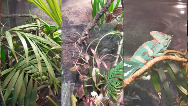 Супер террариум для хамелеона! Super terrarium for Chameleon! Хамелеон 7 месяцев смотреть онлайн