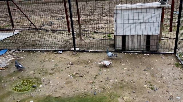 Yavru Posta Değil Kırlangıç Bunlar, Serbest Kalınca Deli Dana Gibi Uçtular. JET Uçak Gibiler смотреть онлайн