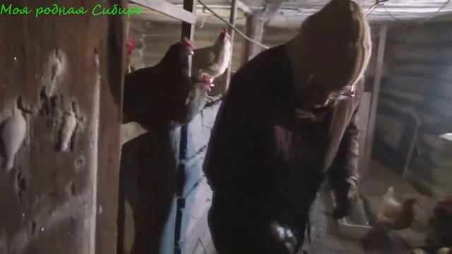 Нашли яйцо в гнезде у Матильды! Петух то у нас - крутой пацан! Всем разложили сено. смотреть онлайн