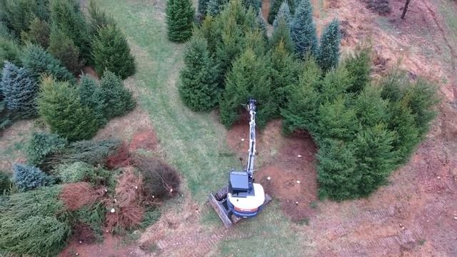 Эффективный способ удалить ненужные деревья для будущего пастбища смотреть онлайн