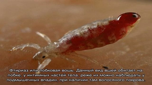 Дикая Природа Online