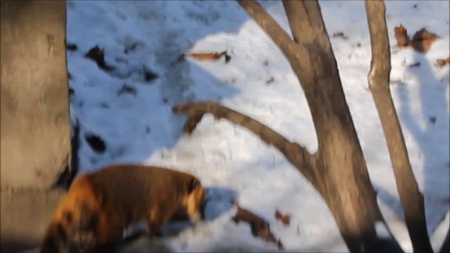 Зоопарк Будапешта (Budapest, Zoo) смотреть онлайн