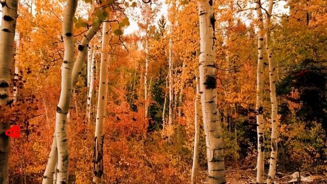 лайки!!! 2 смотреть онлайн