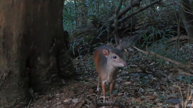 ДУКЕРЫ - Хохлатые антилопы смотреть онлайн
