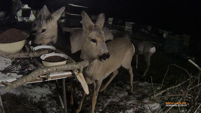 Шведский стол для косуль на пасеке 2 смотреть онлайн