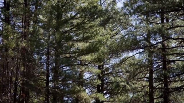 ?/Случай на гнилом болоте, перечеркнувший всю его жизнь/ смотреть онлайн
