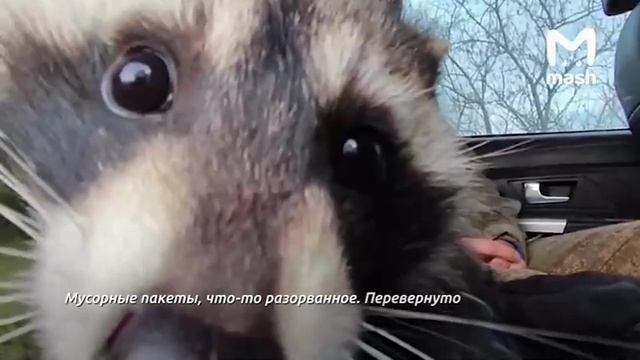 世界で最も有名なアライグマ)) Тот самый енот)) смотреть онлайн