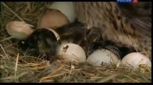 Животные мира Лесная жизнь/BBC