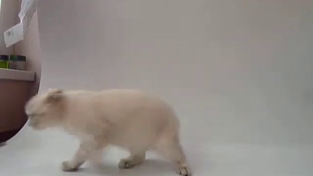 Шотландский вислоухий котенок, голубые глаза. MALECAT.ru смотреть онлайн