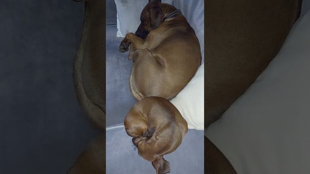 такса Soul и риджбек Rom. разговариваем во сне и наяву 🤭😴 разговоры таксы и загадочные сны риджбека смотреть онлайн