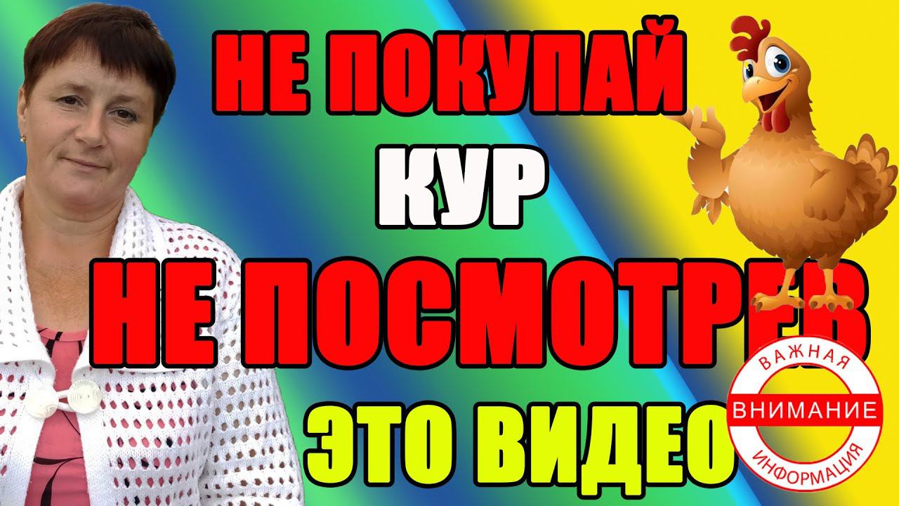 Не покупай кур - пока не посмотришь это видео. смотреть онлайн