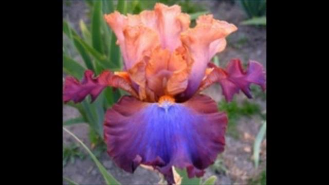 На чашку чая Исполняет Сергей Субботин смотреть онлайн