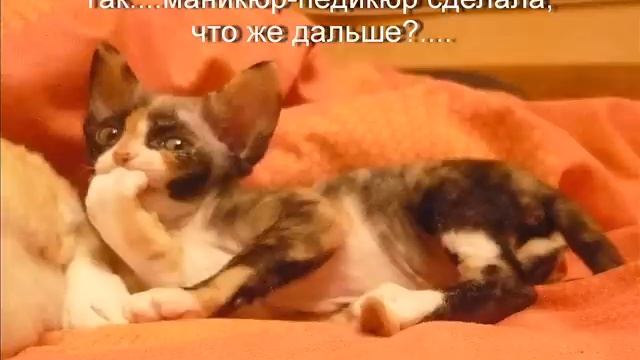 девон рекс. Питомник Егоза. Смешные фото c 2011г. и .... смотреть онлайн
