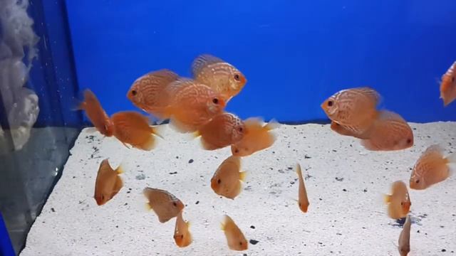 Discus Red Dragon (Красный дракон) смотреть онлайн