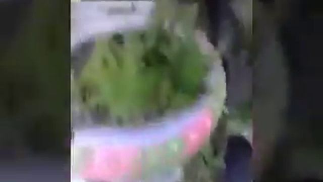 СМЕШИЛКА С КОТОМ И СОБАКОЙ смотреть онлайн