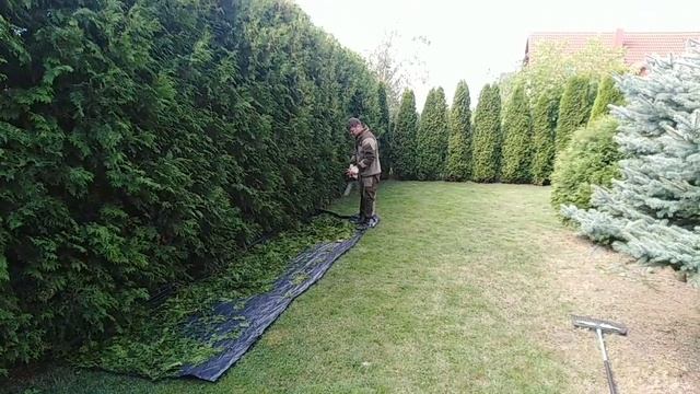 Стрижка живой изгороди из туй "Брабант" смотреть онлайн