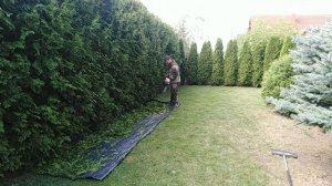 Стрижка живой изгороди из туй "Брабант"