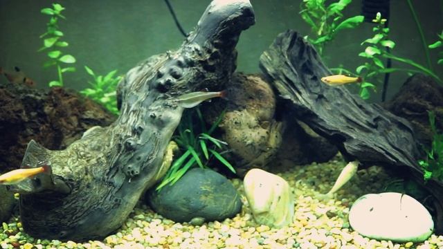 GloFish Corydoras Care Guide | GloFish Care Guide Series Ep. 7 | Corydoras