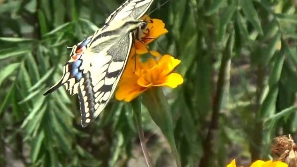 Живые Цветы: Полет Бабочки Махаона на Цветах - Papilio machaon, Kyiv, Ukraine