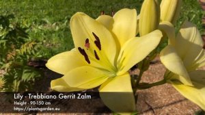 Lily - Trebbiano Gerrit Zalm 4K