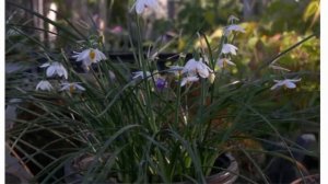 Белоцветник Как посадить и вырастить Сорта с фото и описаниями