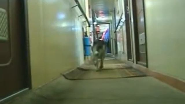 Собака на льдине.flv смотреть онлайн