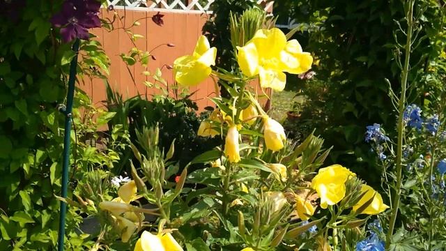 Лилии лилейники Роза Фольклор смотреть онлайн