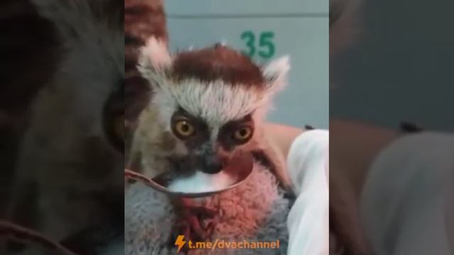 Baby lemur enjoys its milk Детеныш лемура наслаждается молоком смотреть онлайн
