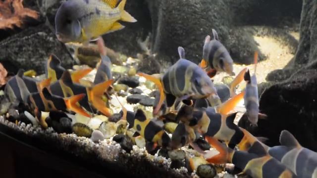 Chromobotia macracanthus Clown Loach aquarium смотреть онлайн