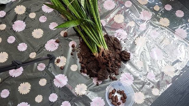 Сансевиерия. Пересадка. Sansevieria