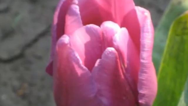 Экофотокросс — Школа № 22 «Весенний день» смотреть онлайн